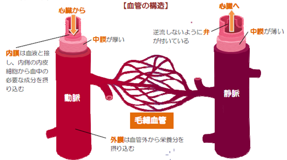 血管